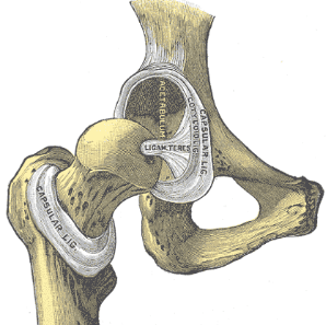 Hip Socket and Ligament Highway